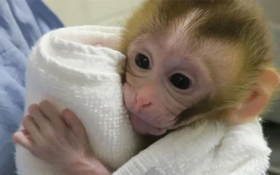 Grady, le singe né de greffons de testicule prépubère